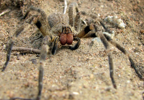 Wandering Spider - Pestipedia