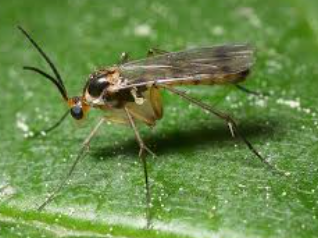 X-rated Pests - Pestipedia