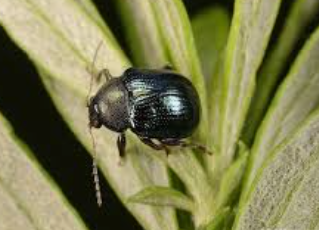 Yam Leaf Beetles - Pestipedia