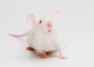 Yearling Mice - Pestipedia