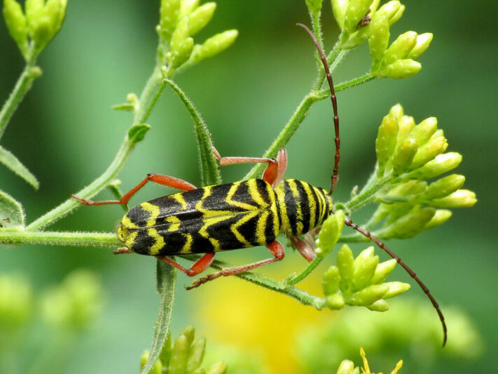 Borer - Pestipedia