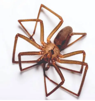 Brown Violin Spider - Pestipedia