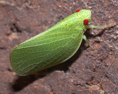 Hump-nosed Leafhoppers - Pestipedia