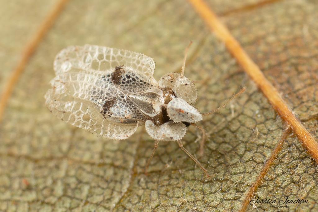Kapok Lace Bugs - Pestipedia