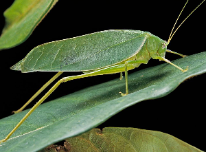 Katydids - Pestipedia