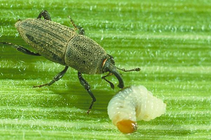 /Kentucky Bluegrass Billbugs - Pestipedia