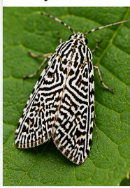 Labyrinth Moth - Pestipedia