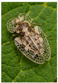 Lace Bug - Pestipedia