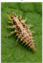 Lacewing Larvae - Pestipedia