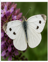 Large Cabbage White Butterfly - Pestipedia