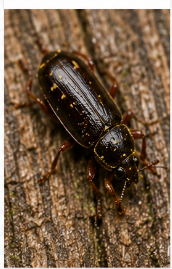 Laurel Wilt Beetle - Pestipedia
