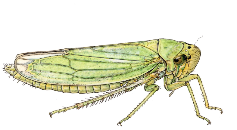Leafhopper - Pestipedia