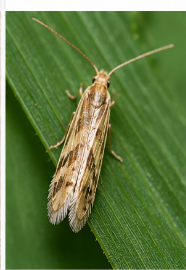 Leek Moth - Pestipedia