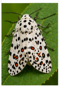 Leopard Moth - Pestipedia