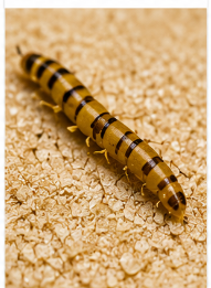 Lesser Mealworm - Pestipedia
