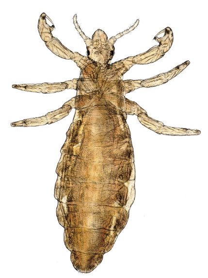 Lice - Pestipedia