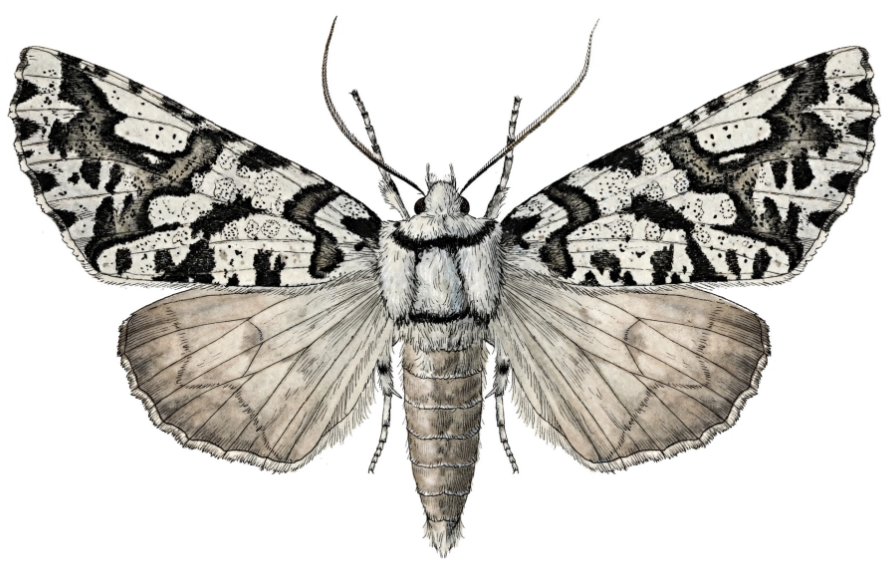 Lichen Moths - Pestipedia