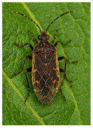 Linseed Bug - Pestipedia