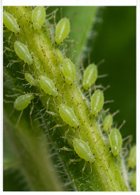 Lupine Aphids - Pestipedia