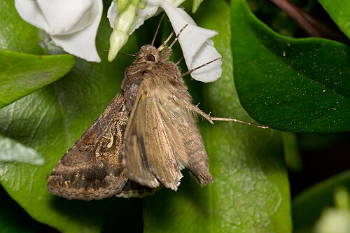 Moth - Pestipedia