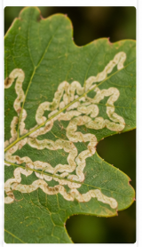 Oak Leafminers - Pestipedia