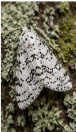 Packard Lichen Moth - Pestipedia