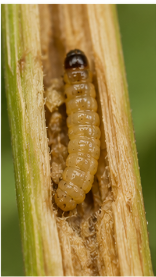 Paddy Stem Borer - Pestipedia