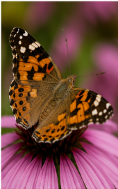 Painted Lady Butterfly - Pestipedia