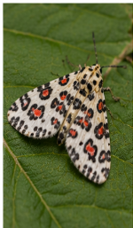 Painted Lichen Moth - Pestipedia