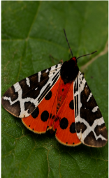 Painted Tiger Moth - Pestipedia