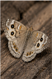 Pale Beauty - Pestipedia
