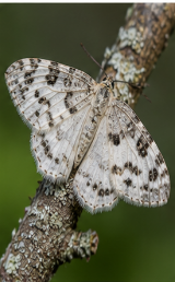 Pale Enargia Moth - Pestipedia