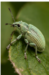 Pale Green Weevil - Pestipedia