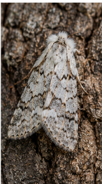 Pale Lichen Moth - Pestipedia