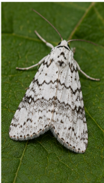 Pale Metarranthis - Pestipedia