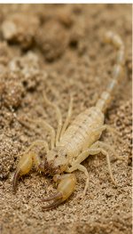 Pale Windscorpion - Pestipedia