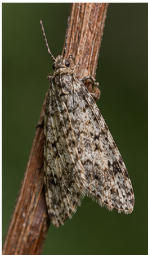 Pale-winged Crocidophora Moth - Pestipedia