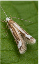Pale-winged Midget Moth - Pestipedia