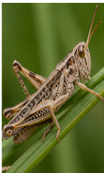 Pallid-winged Grasshopper - Pestipedia
