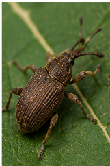 Palmetto Weevil - Pestipedia