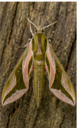 Pandorus Sphinx Moth - Pestipedia