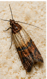Pantry Moth - Pestipedia