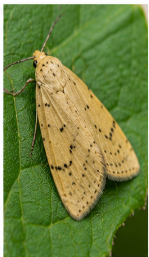 Parsnip Webworm Moth - Pestipedia