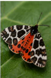 Parthenice Tiger Moth - Pestipedia
