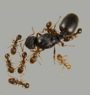 Pavement Ants - Pestipedia