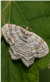 Packard Wave Moth - Pestipedia