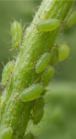 Pea Aphids - Pestipedia