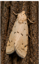 Peachtree Borer Moth - Pestipedia