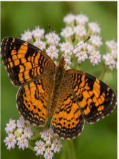 Pearl Crescent Butterfly - Pestipedia