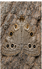 Pearly Wood-Nymph Moth - Pestipedia
